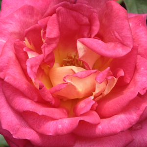 Поръчка на рози - Чайно хибридни рози  - червено - жълт - Pоза Ребека - дискретен аромат - Матиас Танту - Перфектна за рязане,красиви големи цветя